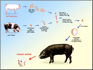 Cloning in Agriculture