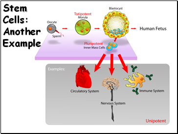 Stem Cells: Another Example