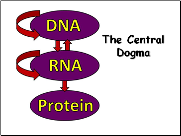 The Central Dogma