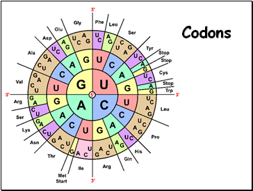 Codons