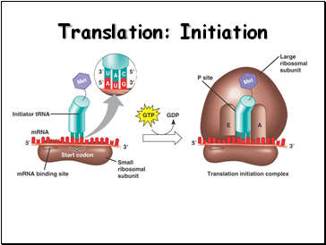 Translation: Initiation