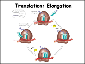 Translation: Elongation