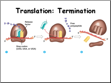 Translation: Termination