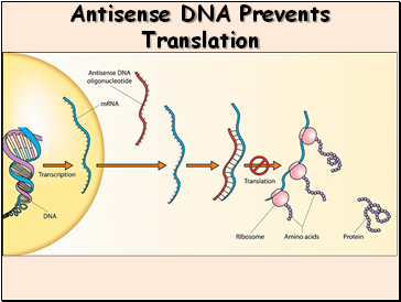 Antisense DNA Prevents Translation