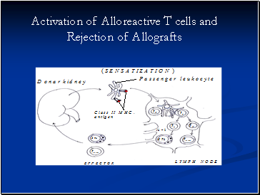 Activation of Alloreactive T cells and Rejection of Allografts