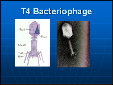 T4 Bacteriophage