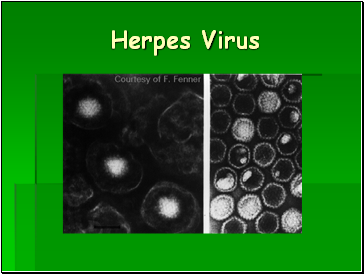 Herpes Virus