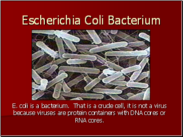 Escherichia Coli Bacterium