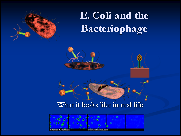 E. Coli and the Bacteriophage