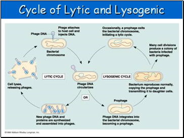 Cycle of Lytic and Lysogenic