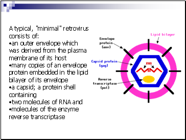 A typical, "minimal" retrovirus consists of: