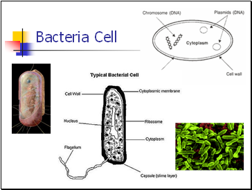 Bacteria Cell