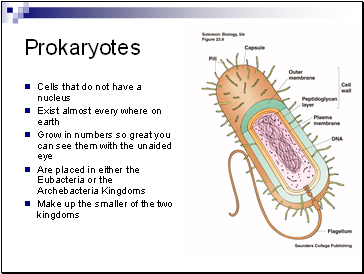 Prokaryotes