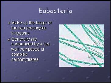 Eubacteria