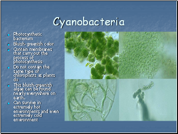 Cyanobacteria