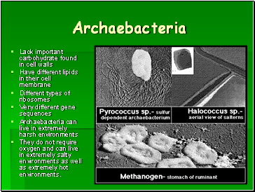 Archaebacteria