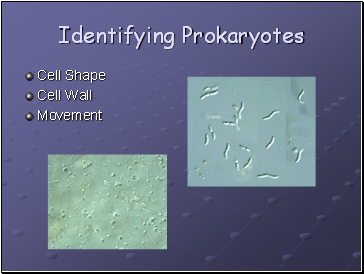 Identifying Prokaryotes