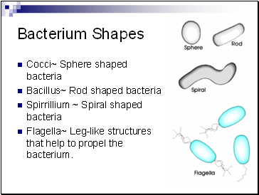 Bacterium Shapes