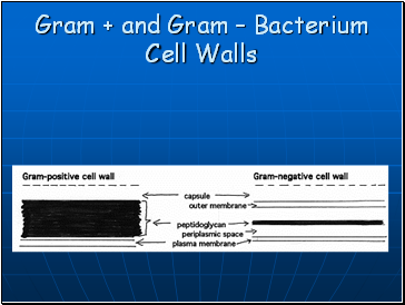 Gram + and Gram – Bacterium Cell Walls