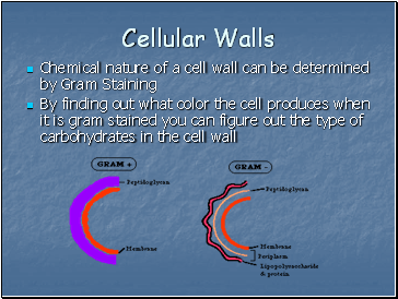 Cellular Walls