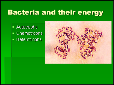 Bacteria and their energy