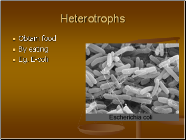 Heterotrophs