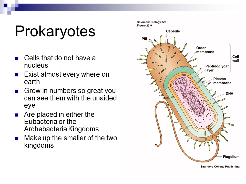 Доминион Eubacteria. Прокариоттар слайд. Viruses and prokaryotes Polymers. Wall of prokaryotes. П 14 биология