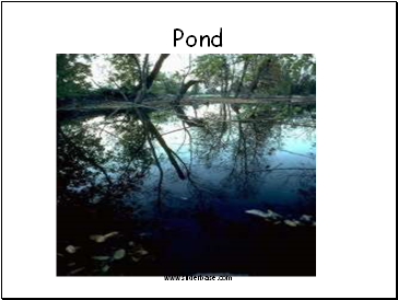 Pond