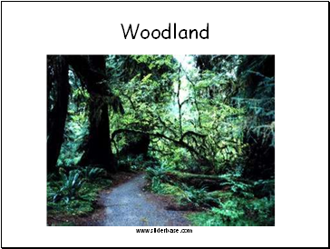 Woodland