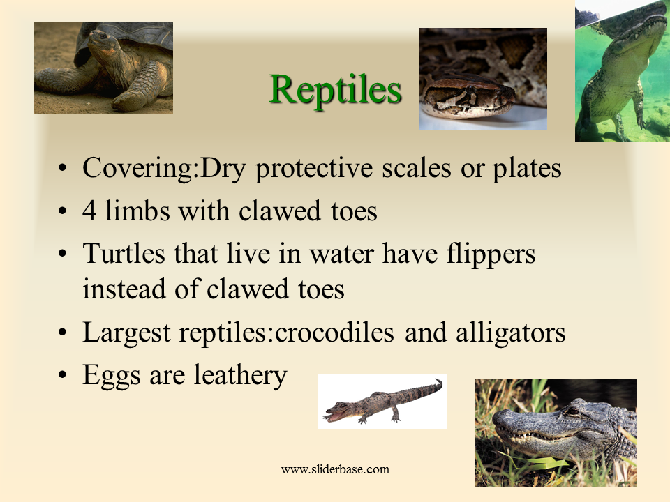 Mammals Reptiles Birds. Reptiles примеры животных на английском. Birds mammals and Reptiles примеры. External structure of Reptiles.