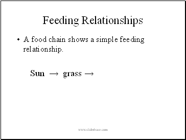 Feeding Relationships