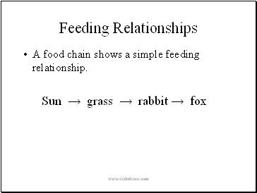 Feeding Relationships