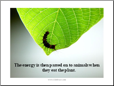 The energy is then passed on to animals when they eat the plant.