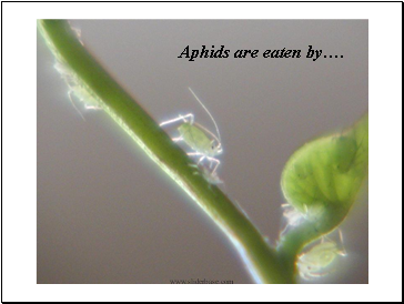 Aphids are eaten by.