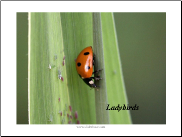 Ladybirds