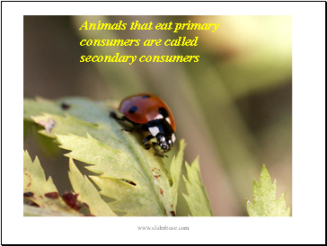 Animals that eat primary consumers are called secondary consumers