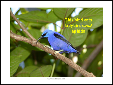This bird eats ladybirds and aphids
