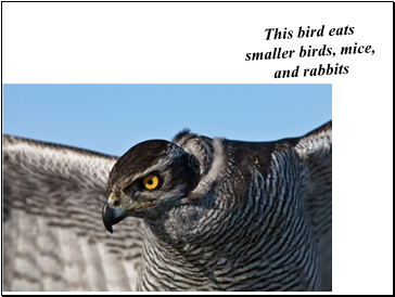 This bird eats smaller birds, mice, and rabbits