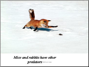 Mice and rabbits have other predators