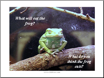 What will eat the frog?