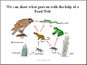 We can show what goes on with the help of a Food Web