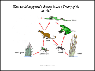 What would happen if a disease killed off many of the hawks?