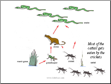 Most of the cattail gets eaten by the crickets