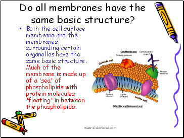 Do all membranes have the same basic structure?