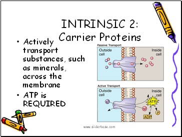 Actively transport substances, such as minerals, across the membrane