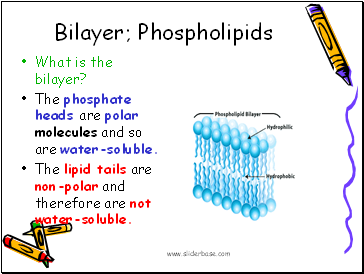 Bilayer; Phospholipids