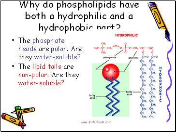 Why do phospholipids have both a hydrophilic and a hydrophobic part?