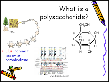 What is a polysaccharide?