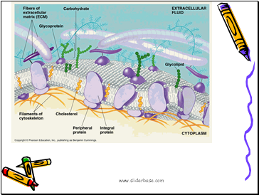 Bilayer; Phospholipids