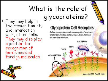 What is the role of glycoproteins?